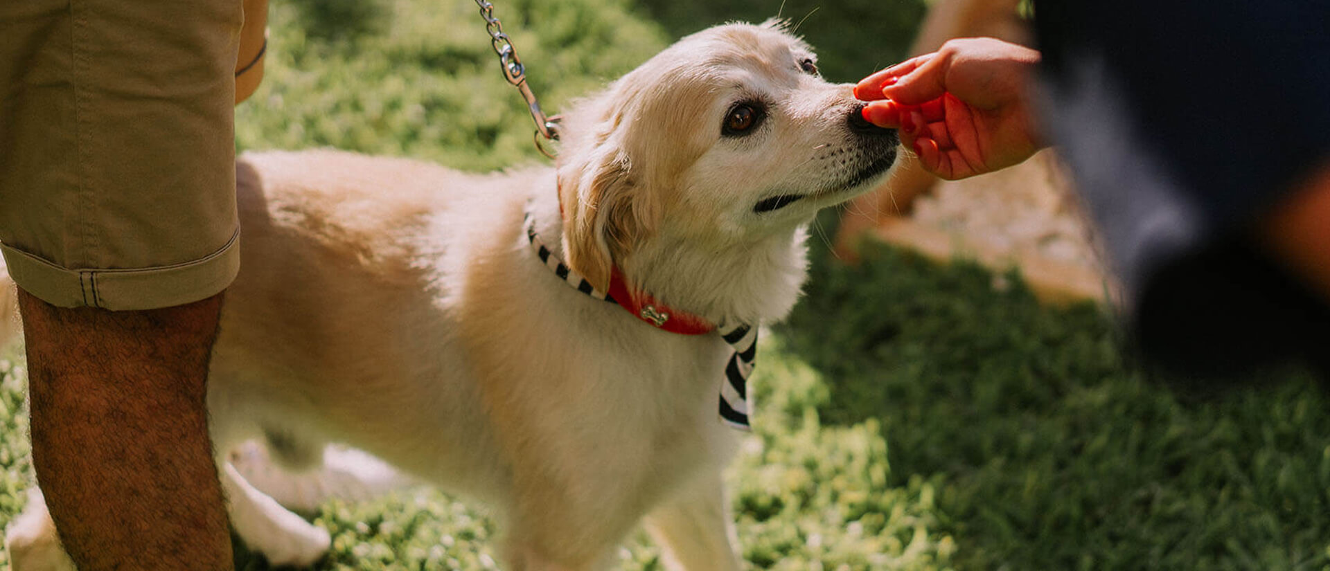 Pets at Amyth of Mykonos